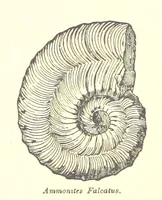 An illustration from A popular guide to the Geology of the Isle of Wight, with a note on its relation to that of the Isle of Purbeck ... Illustrated, etc (1887)