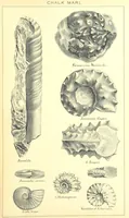 An illustration from A popular guide to the Geology of the Isle of Wight, with a note on its relation to that of the Isle of Purbeck ... Illustrated, etc (1887)