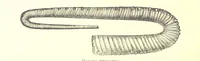 An illustration from A popular guide to the Geology of the Isle of Wight, with a note on its relation to that of the Isle of Purbeck ... Illustrated, etc (1887)