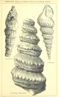 Picture 20 of 29 from A popular guide to the Geology of the Isle of Wight, with a note on its relation to that of the Isle of Purbeck ... Illustrated, etc (1887), leaf 139