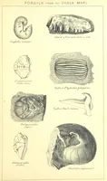 An illustration from A popular guide to the Geology of the Isle of Wight, with a note on its relation to that of the Isle of Purbeck ... Illustrated, etc (1887)