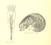 An illustration from A popular guide to the Geology of the Isle of Wight, with a note on its relation to that of the Isle of Purbeck ... Illustrated, etc (1887)