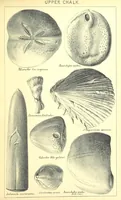 Picture 25 of 29 from A popular guide to the Geology of the Isle of Wight, with a note on its relation to that of the Isle of Purbeck ... Illustrated, etc (1887), leaf 165