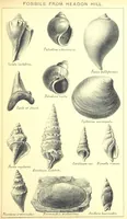 An illustration from A popular guide to the Geology of the Isle of Wight, with a note on its relation to that of the Isle of Purbeck ... Illustrated, etc (1887)