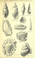 An illustration from A popular guide to the Geology of the Isle of Wight, with a note on its relation to that of the Isle of Purbeck ... Illustrated, etc (1887)