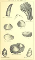 An illustration from A popular guide to the Geology of the Isle of Wight, with a note on its relation to that of the Isle of Purbeck ... Illustrated, etc (1887)