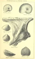 An illustration from A popular guide to the Geology of the Isle of Wight, with a note on its relation to that of the Isle of Purbeck ... Illustrated, etc (1887)