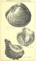 Picture 5 of 29 from A popular guide to the Geology of the Isle of Wight, with a note on its relation to that of the Isle of Purbeck ... Illustrated, etc (1887), leaf 49