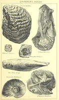 An illustration from A popular guide to the Geology of the Isle of Wight, with a note on its relation to that of the Isle of Purbeck ... Illustrated, etc (1887)