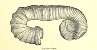 An illustration from A popular guide to the Geology of the Isle of Wight, with a note on its relation to that of the Isle of Purbeck ... Illustrated, etc (1887)