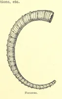An illustration from A popular guide to the Geology of the Isle of Wight, with a note on its relation to that of the Isle of Purbeck ... Illustrated, etc (1887)