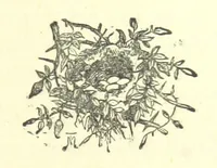 Picture 5 of 25 from Evelyn Howard: or, Early Friendships ... With ... illustrations (1875), leaf 55