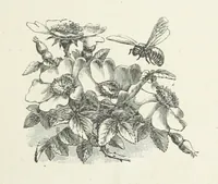 An illustration from A Crown of Flowers, being poems and pictures collected from the pages of The Girl's Own Paper. Edited by C. Peters (1883)