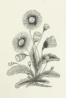 An illustration from A Crown of Flowers, being poems and pictures collected from the pages of The Girl's Own Paper. Edited by C. Peters (1883)