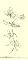 Picture 16 of 122 from Poems and Pictures ... A new edition (1865), leaf 34