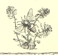 Picture 53 of 122 from Poems and Pictures ... A new edition (1865), leaf 96