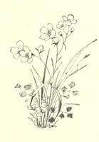 An illustration from Pomona. By the author of “Laddie.” [i.e. Evelyn Whitaker.], etc (1894)