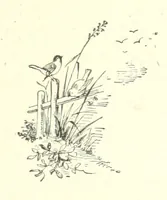 An illustration from Pomona. By the author of “Laddie.” [i.e. Evelyn Whitaker.], etc (1894)