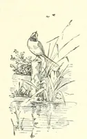 Picture 10 of 59 from Pomona. By the author of “Laddie.” [i.e. Evelyn Whitaker.], etc (1894), leaf 69