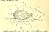 An illustration from Report on the Geology of the County of Londonderry, and of parts of Tyrone and Fermanagh. [With maps and plates (1843)