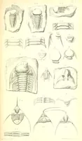 An illustration from Report on the Geology of the County of Londonderry, and of parts of Tyrone and Fermanagh. [With maps and plates (1843)