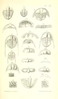 An illustration from Report on the Geology of the County of Londonderry, and of parts of Tyrone and Fermanagh. [With maps and plates (1843)