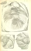 An illustration from Report on the Geology of the County of Londonderry, and of parts of Tyrone and Fermanagh. [With maps and plates (1843)