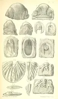 An illustration from Report on the Geology of the County of Londonderry, and of parts of Tyrone and Fermanagh. [With maps and plates (1843)