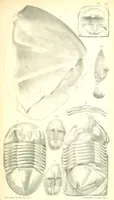 An illustration from Report on the Geology of the County of Londonderry, and of parts of Tyrone and Fermanagh. [With maps and plates (1843)