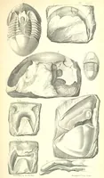 An illustration from Report on the Geology of the County of Londonderry, and of parts of Tyrone and Fermanagh. [With maps and plates (1843)