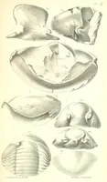 An illustration from Report on the Geology of the County of Londonderry, and of parts of Tyrone and Fermanagh. [With maps and plates (1843)