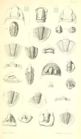 An illustration from Report on the Geology of the County of Londonderry, and of parts of Tyrone and Fermanagh. [With maps and plates (1843)