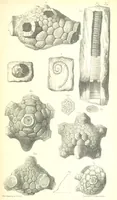 An illustration from Report on the Geology of the County of Londonderry, and of parts of Tyrone and Fermanagh. [With maps and plates (1843)