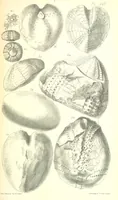 An illustration from Report on the Geology of the County of Londonderry, and of parts of Tyrone and Fermanagh. [With maps and plates (1843)
