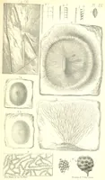 An illustration from Report on the Geology of the County of Londonderry, and of parts of Tyrone and Fermanagh. [With maps and plates (1843)