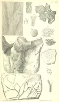 An illustration from Report on the Geology of the County of Londonderry, and of parts of Tyrone and Fermanagh. [With maps and plates (1843)