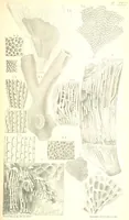 An illustration from Report on the Geology of the County of Londonderry, and of parts of Tyrone and Fermanagh. [With maps and plates (1843)