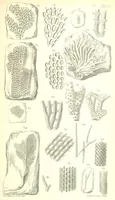 An illustration from Report on the Geology of the County of Londonderry, and of parts of Tyrone and Fermanagh. [With maps and plates (1843)