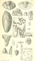 An illustration from Report on the Geology of the County of Londonderry, and of parts of Tyrone and Fermanagh. [With maps and plates (1843)