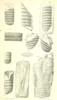 An illustration from Report on the Geology of the County of Londonderry, and of parts of Tyrone and Fermanagh. [With maps and plates (1843)