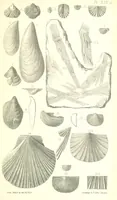 An illustration from Report on the Geology of the County of Londonderry, and of parts of Tyrone and Fermanagh. [With maps and plates (1843)