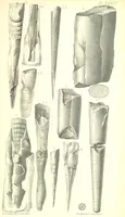An illustration from Report on the Geology of the County of Londonderry, and of parts of Tyrone and Fermanagh. [With maps and plates (1843)