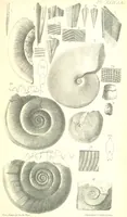 An illustration from Report on the Geology of the County of Londonderry, and of parts of Tyrone and Fermanagh. [With maps and plates (1843)