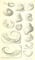 An illustration from Report on the Geology of the County of Londonderry, and of parts of Tyrone and Fermanagh. [With maps and plates (1843)