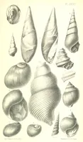 An illustration from Report on the Geology of the County of Londonderry, and of parts of Tyrone and Fermanagh. [With maps and plates (1843)