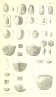 An illustration from Report on the Geology of the County of Londonderry, and of parts of Tyrone and Fermanagh. [With maps and plates (1843)