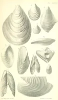 An illustration from Report on the Geology of the County of Londonderry, and of parts of Tyrone and Fermanagh. [With maps and plates (1843)