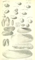 An illustration from Report on the Geology of the County of Londonderry, and of parts of Tyrone and Fermanagh. [With maps and plates (1843)
