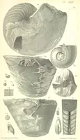 An illustration from Report on the Geology of the County of Londonderry, and of parts of Tyrone and Fermanagh. [With maps and plates (1843)