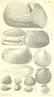 An illustration from Report on the Geology of the County of Londonderry, and of parts of Tyrone and Fermanagh. [With maps and plates (1843)